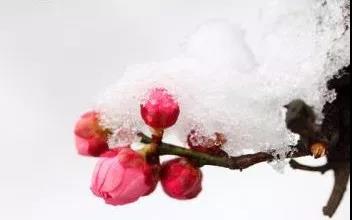 丁嘉耕书江必新《冬梅赋》(片断)