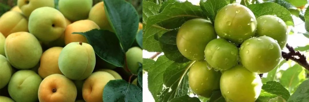 ��һ�Ͷ��ڣ�����ط��������ѩ������