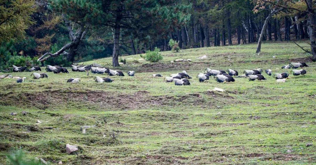 山西省太岳山国有林管理局七里峪林场辖区频现褐马鸡成群结队“遛弯”觅食