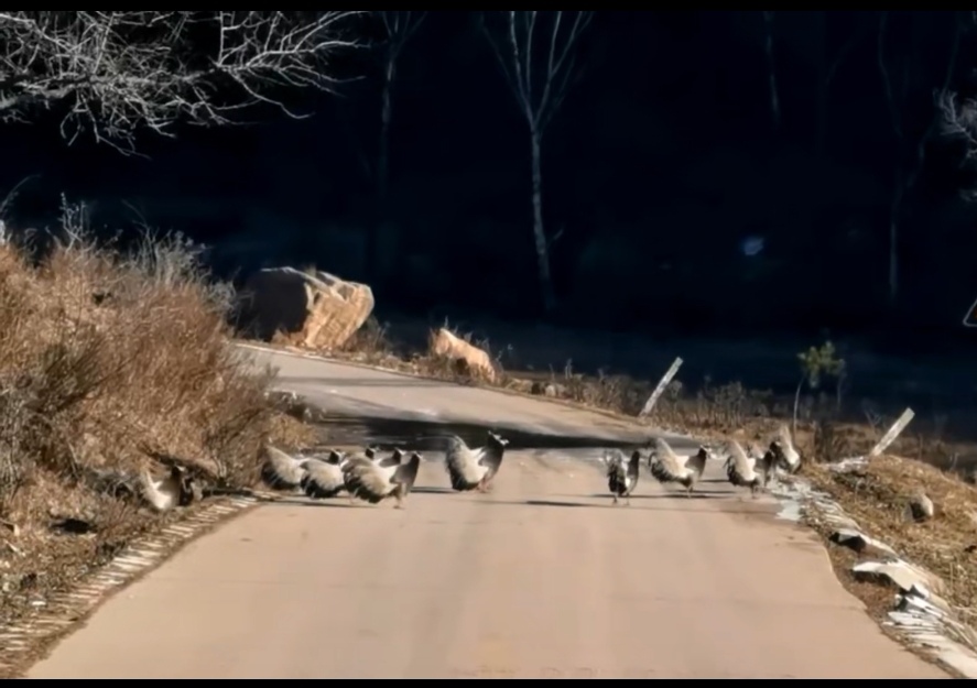 山西省太岳山国有林管理局七里峪林场辖区频现褐马鸡成群结队“遛弯”觅食