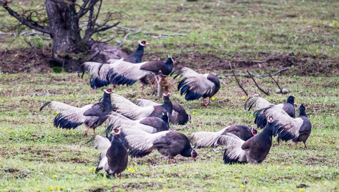 山西省太岳山国有林管理局七里峪林场辖区频现褐马鸡成群结队“遛弯”觅食
