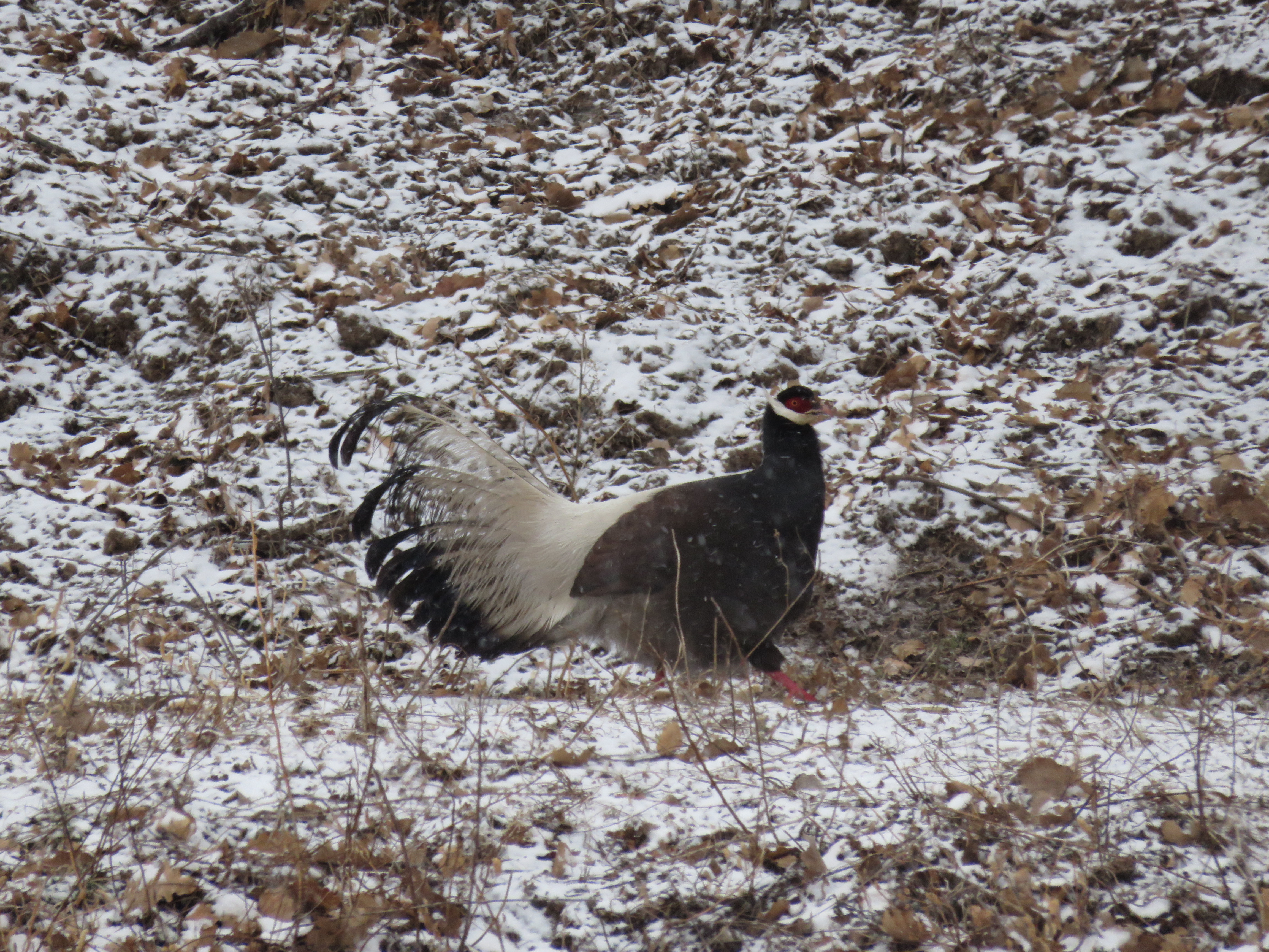 山西省太岳山国有林管理局七里峪林场辖区频现褐马鸡成群结队“遛弯”觅食