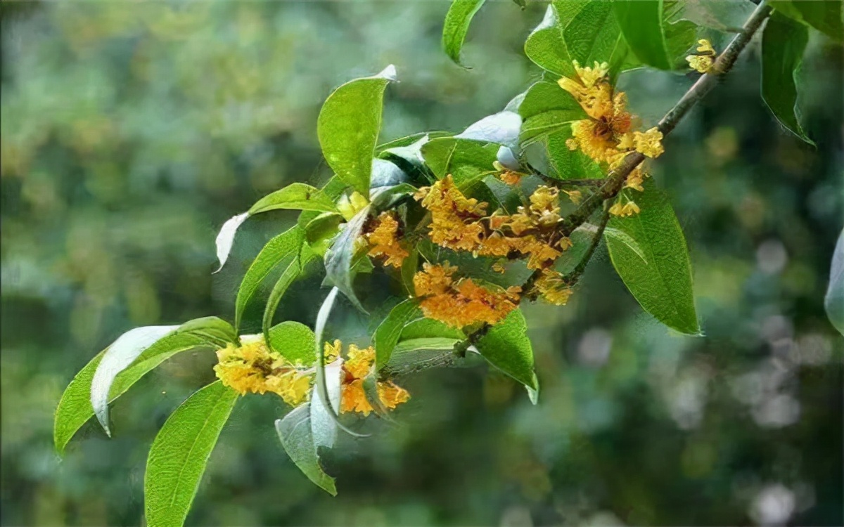 Ҷ�����߳���ʫ10��