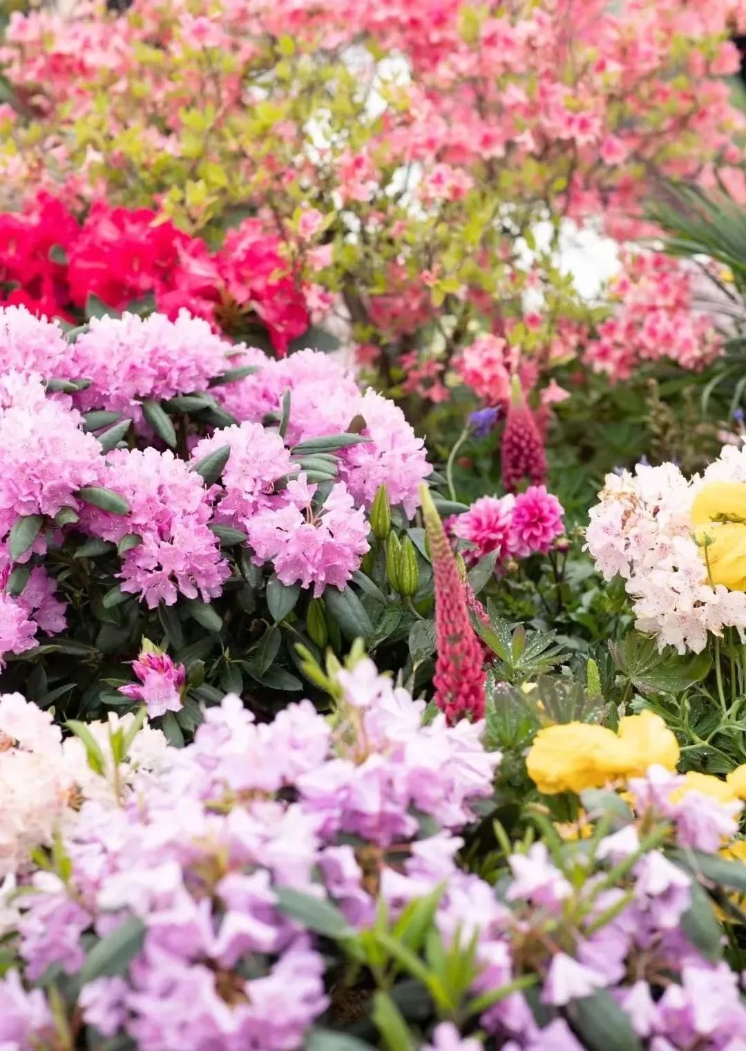 春约山海 杜鹃花开——第四届中国(日照)杜鹃花节与您云上相约