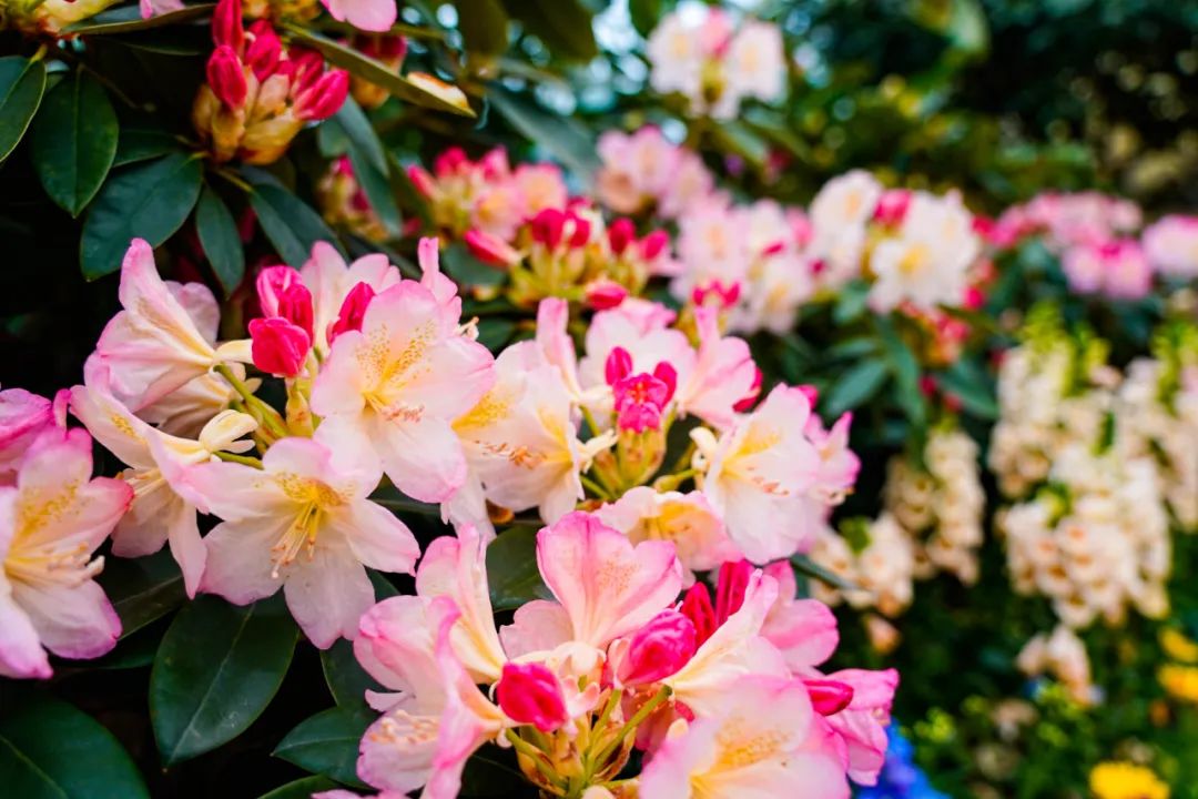 ��Լɽ�� �ž黨���������Ľ��й������գ��ž黨������������Լ