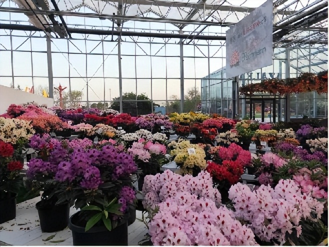 ��Լɽ�� �ž黨���������Ľ��й������գ��ž黨������������Լ