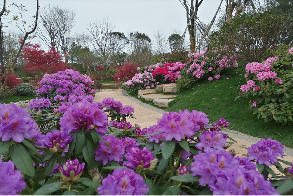 ��Լɽ�� �ž黨���������Ľ��й������գ��ž黨������������Լ