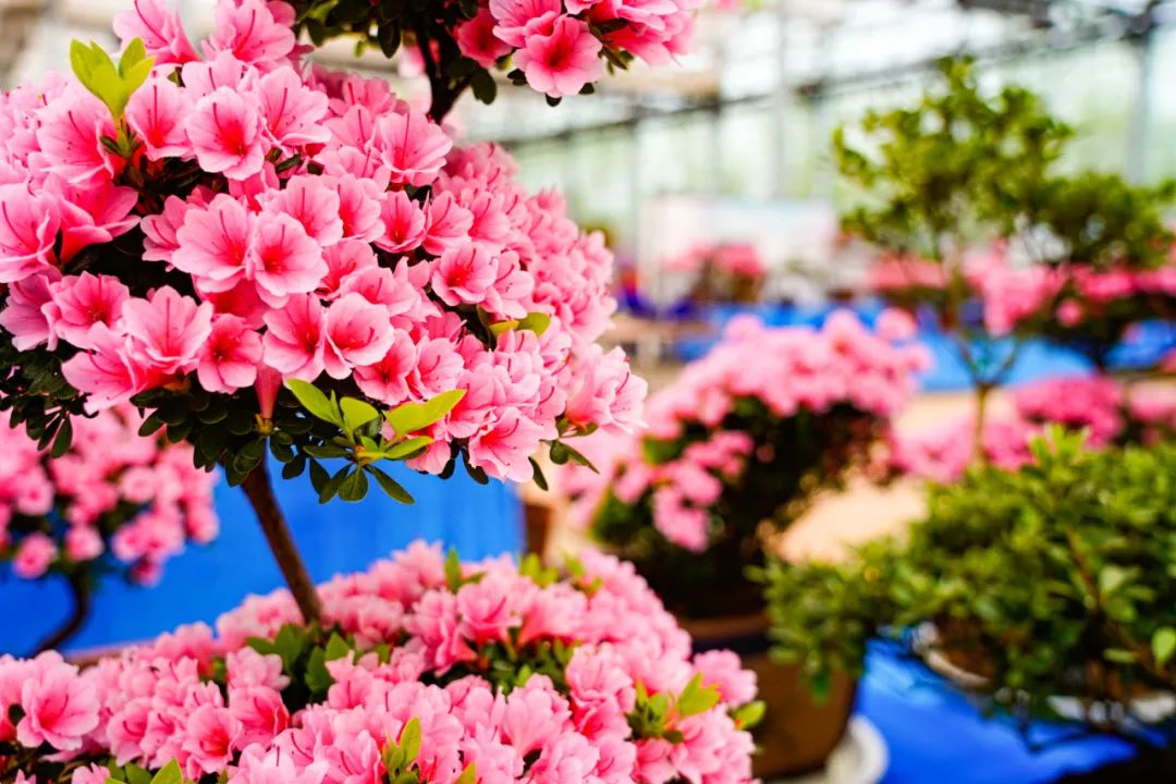 ��Լɽ�� �ž黨���������Ľ��й������գ��ž黨������������Լ