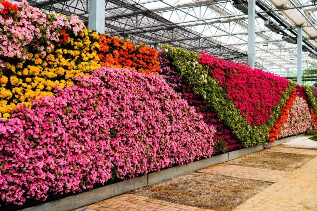 ��Լɽ�� �ž黨���������Ľ��й������գ��ž黨������������Լ