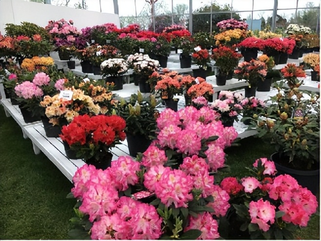 ��Լɽ�� �ž黨���������Ľ��й������գ��ž黨������������Լ